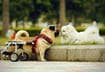 10 Ways Handicapped Pets Get Around