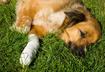 3. Rabies is Spread through Saliva