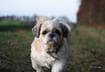 Top Ten Ways to Stop Fleas from Biting Your Dog
