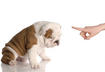 5 Signs of a Bad Pet Sitter