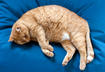 4. Hefty Midsection