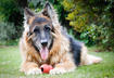 10 Toys for Senior Dogs