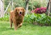 5 Ways to Get Your Dog with Mobility Issues Moving