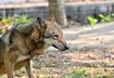 4. Rabies Incubation Period Varies