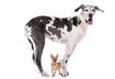 #2 Choose Dog Food that Fits