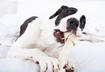 10. Great Dane