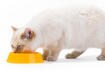 2. Separating the Therapeutic Diet from the 'Regular' Diet