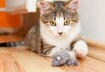 2. The Cat