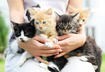How to Feed Cats 