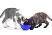 3. Choosing the Amount of Cat Food