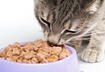 Three Nutrients Your Cat Needs to Stay Energized