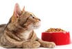 Five Impacts on Your Cat’s Nutritional Needs