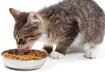 1. The Diet