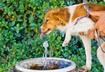 Digestion, Absorption and Lubrication
