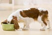 Moisture in Dog Food