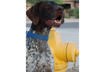Is Your Dog Dehydrated?