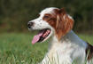 Irish Red and White Setter
