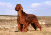 Irish Setter