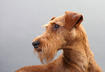Irish Terrier