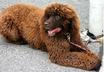 Irish Water Spaniel