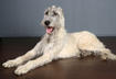 Irish Wolfhound