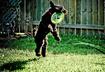Kerry Blue Terrier