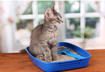 8. Litter Box Problems