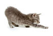 #3 Cats Inspire Us