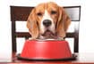 MyBowl: What Goes into a Balanced Diet for your Dog?