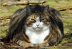 1. 'He’s Not Fat, He’s Big Boned'