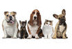 6. Adopt a Pet