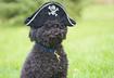 Top Ten Pre-Fab Costumes for Dogs