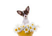 Girl Name #5 - Daisy