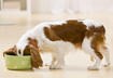 What is an Adequate Level of Protein?