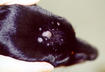 8. Rabies Vaccines Can Have Side Effects