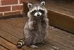 #5 Other Animals
