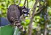 5. Any Mammal Can Get Rabies