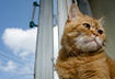 What is a Senior Cat?
