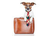Five Things Your Dog Would Do if He Were the Boss
