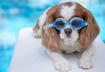 4. Learn Dog CPR