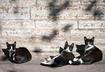 1. Visit the Homeless Cats