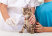 Core Vaccinations for Cats