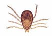 3. Ehrlichiosis