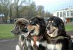 Top Ten Pet Assistants