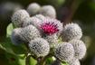 Burdock
