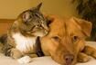 6. Rabies More Common in Cats than Dogs
