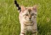 Ten Ways to Stop Fleas from Biting Your Cat