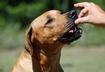 Feeding the Service Dog