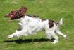 #3 English Springer Spaniel
