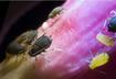 Four Stages of the Flea Life Cycle